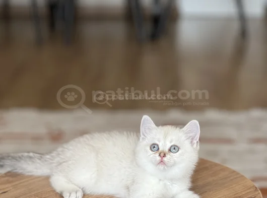 Bi̇blo İsteyene Bri̇ti̇sh Shorthai̇r Si̇lver Poi̇nt görsel