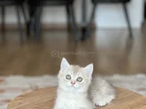 GOLDEN TAŞIYICILI BRİTİSH SHORTHAİR YAVRUM