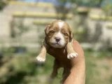 Maltipoo bebeklerimiz