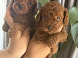 Mini Boy Kore Bebekler