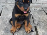 Dişi Erkek Rotweiler Yavrularımız