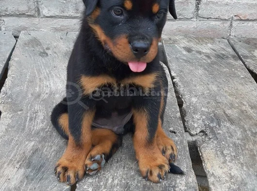 Dişi Erkek Rotweiler Yavrularımız görsel