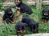 Dişi Erkek Rotweiler Yavrularımız