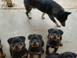 Dişi Erkek Rotweiler Yavrularımız