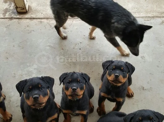 Dişi Erkek Rotweiler Yavrularımız görsel