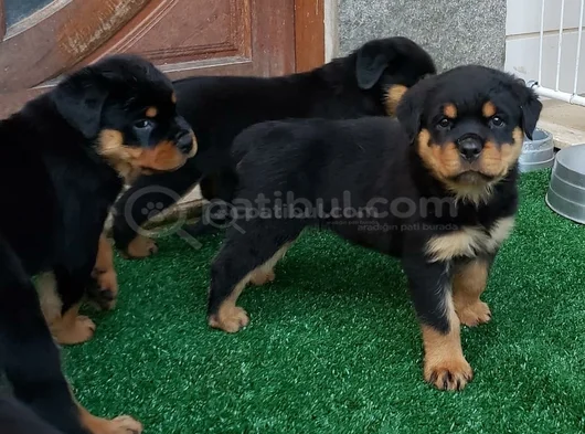Dişi Erkek Rotweiler Yavrularımız görsel