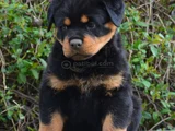 Dişi Erkek Rotweiler Yavrularımız