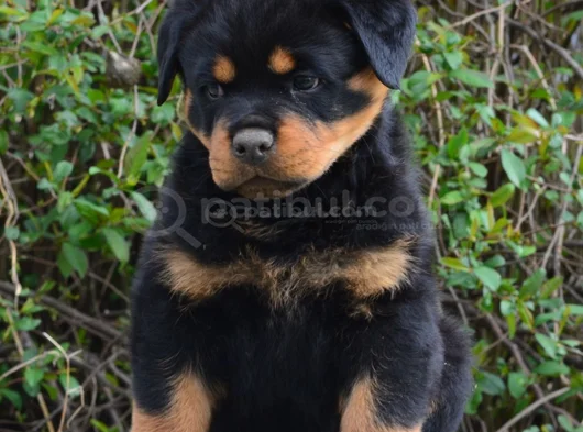 Dişi erkek rotweiler yavrularımız