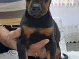 Dişi Erkek Kızıl Siyah Doberman Yavruları