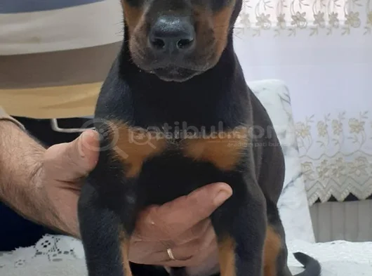 Dişi Erkek Kızıl Siyah Doberman Yavruları görsel
