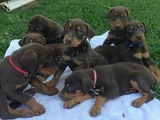 Dişi erkek kızıl siyah doberman yavruları