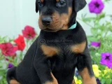 Dişi Erkek Kızıl Siyah Doberman Yavruları