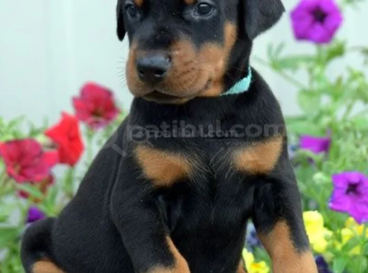 Dişi Erkek Kızıl Siyah Doberman Yavruları görsel