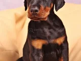 Dişi Erkek Kızıl Siyah Doberman Yavruları