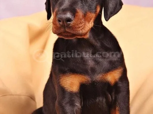 Dişi Erkek Kızıl Siyah Doberman Yavruları görsel