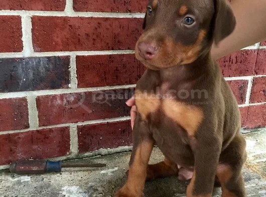 Dişi Erkek Kızıl Siyah Doberman Yavruları görsel