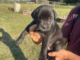 Erkek Dişi Cane Corso Yavrular