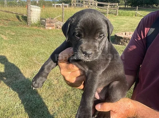 Erkek Dişi Cane Corso Yavrular görsel