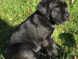 Erkek Dişi Cane Corso Yavrular