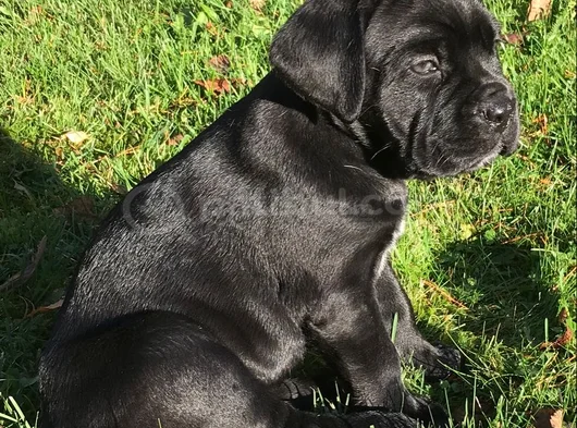 Erkek Dişi Cane Corso Yavrular görsel