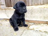 Erkek Dişi Cane Corso Yavrular