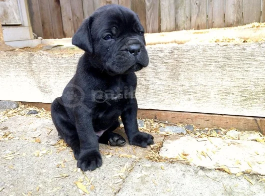 Erkek Dişi Cane Corso Yavrular görsel