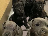 Erkek dişi cane corso yavrular