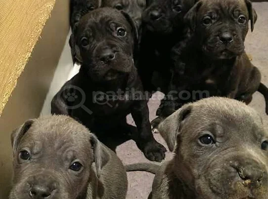 Erkek Dişi Cane Corso Yavrular
