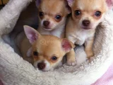 Dişi Erkek Chihuahua Yavrularımızı