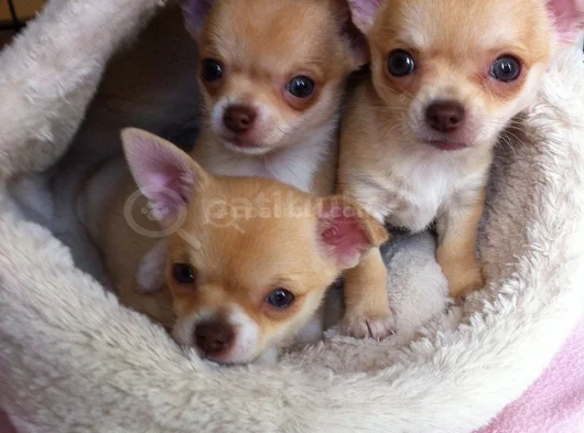 Dişi Erkek Chihuahua Yavrularımızı görsel