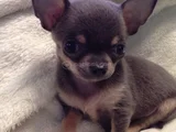 Dişi Erkek Chihuahua Yavrularımızı