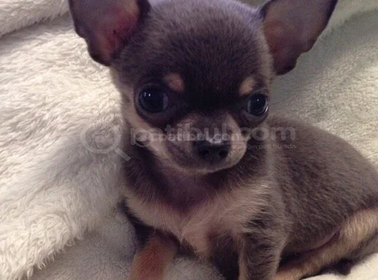 Dişi Erkek Chihuahua Yavrularımızı görsel