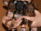 Dişi Erkek Chihuahua Yavrularımızı