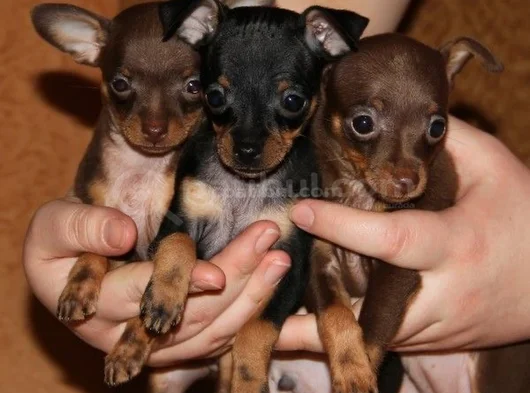 Dişi Erkek Chihuahua Yavrularımızı görsel