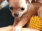 Dişi erkek chihuahua yavrularımızı
