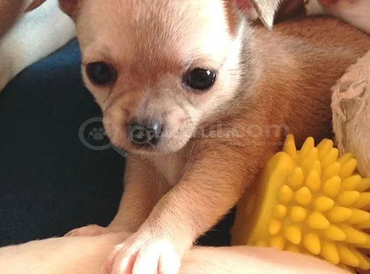 Dişi Erkek Chihuahua Yavrularımızı