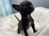 Dişi Erkek Chihuahua Yavrularımızı