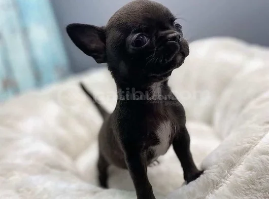 Dişi Erkek Chihuahua Yavrularımızı görsel