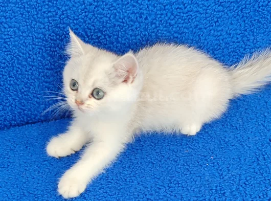 Yeni̇ Yuvasina Gi̇tmeye Hazir  Bri̇ti̇sh Ponçi̇k görsel