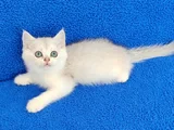 Yeni̇ Yuvasina Gi̇tmeye Hazir  Bri̇ti̇sh Ponçi̇k