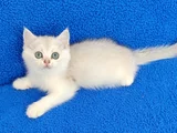Yeni̇ Yuvasina Gi̇tmeye Hazir  Bri̇ti̇sh Ponçi̇k