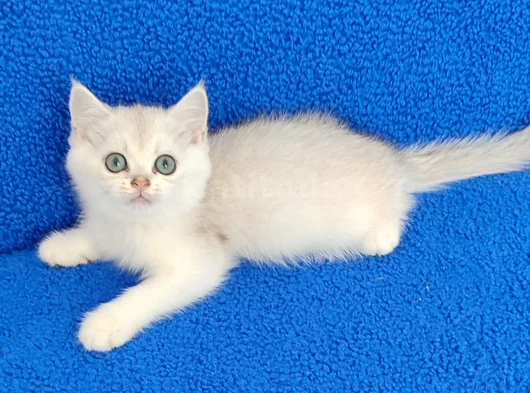 Yeni̇ Yuvasina Gi̇tmeye Hazir  Bri̇ti̇sh Ponçi̇k görsel