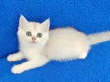 YENİ YUVASINA GİTMEYE HAZIR  BRİTİSH PONÇİK