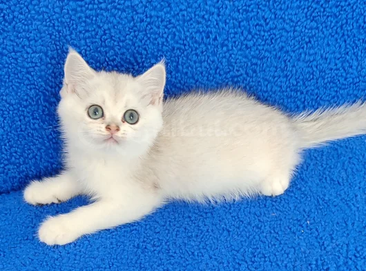 Yeni̇ Yuvasina Gi̇tmeye Hazir  Bri̇ti̇sh Ponçi̇k