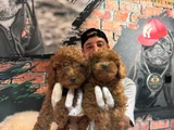 Secereli Zeki Tüy Dökmez Toy Poodle Yavrularımız