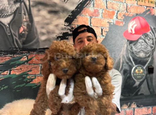 Secereli Zeki Tüy Dökmez Toy Poodle Yavrularımız görsel