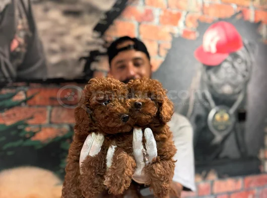 Secereli Zeki Tüy Dökmez Toy Poodle Yavrularımız görsel
