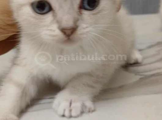Nadi̇r Bulunan Güzelli̇k  görsel