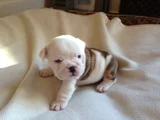 A Kalite Dişi Erkek Ingiliz Bulldog Yavrularımız
