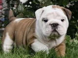 A Kalite Dişi Erkek Ingiliz Bulldog Yavrularımız
